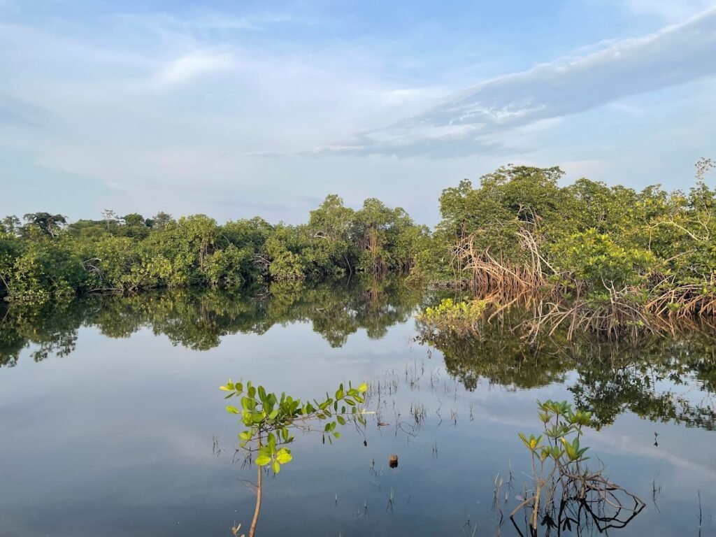 Akanda National Park Gabon