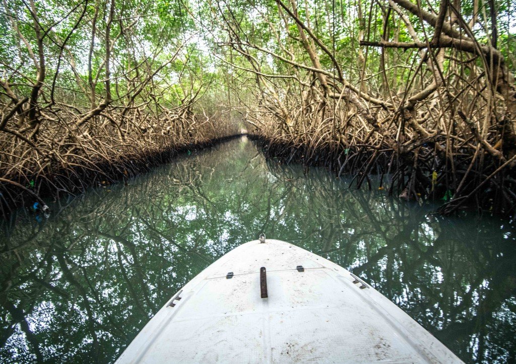 Akanda National Park Gabon Africa