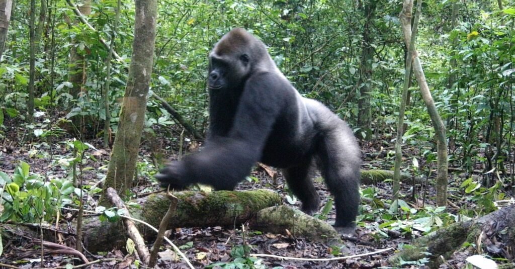 Moukalaba-Doudou National Park