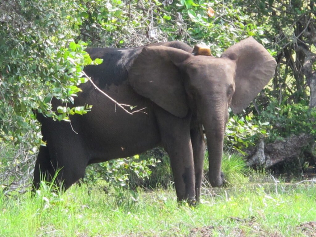 Loango National Park