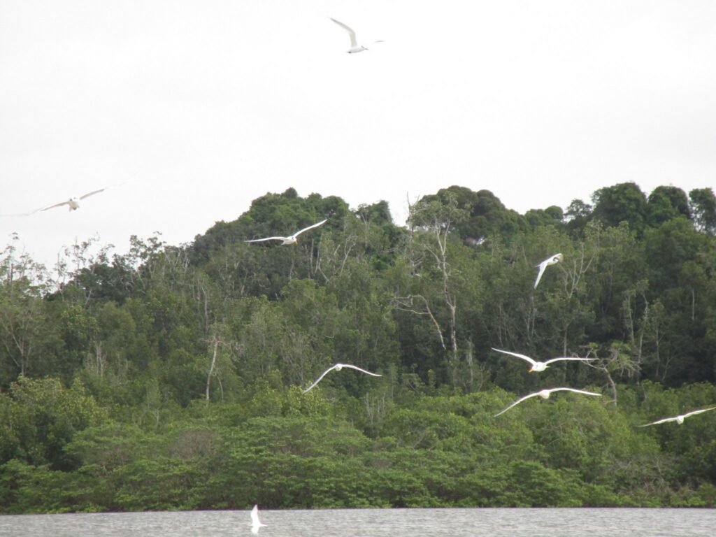 Migratory Birds in Akanda National Park 