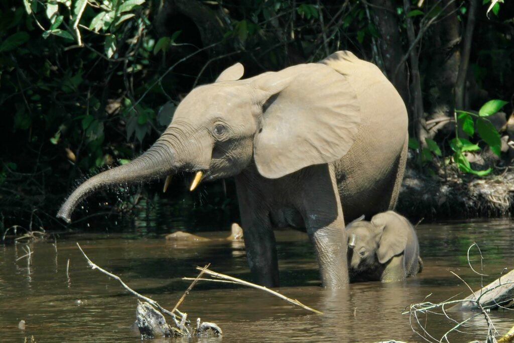 Minkébé National Park 