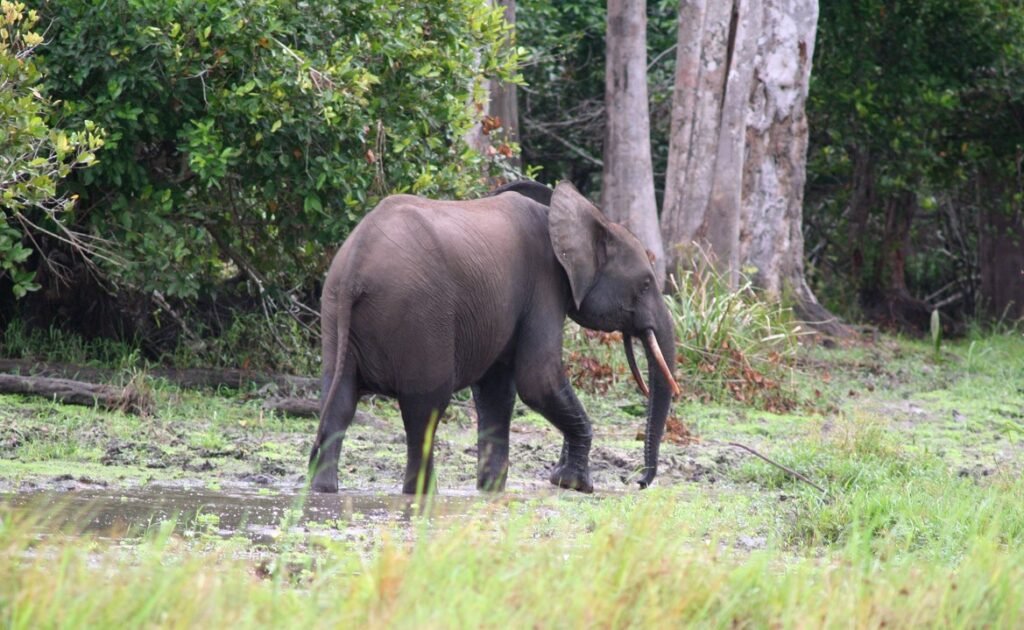 Mwangné National Park