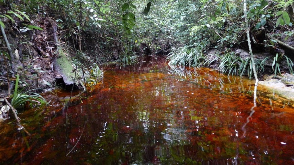 larboretum-raponda-walkerplage-libreville-estuarie-gabon