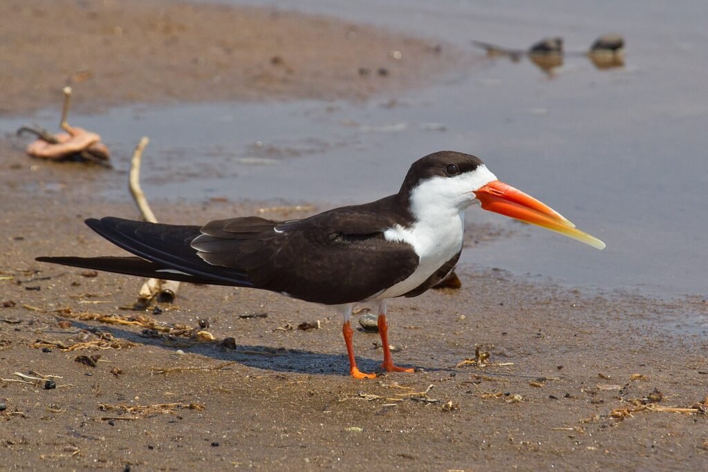 African Skimmer at Akanda National Park in Gabon