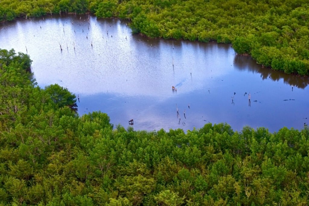 Akanda National Park in Gabon