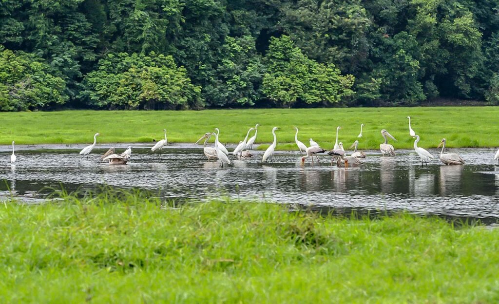 akanda national park bird migration