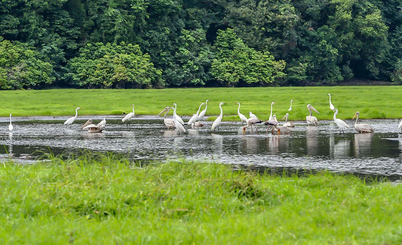 Akanda National Park Gabon Tours