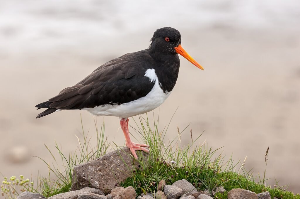 L'Huîtrier pie Eurasian Oystercatcher  bird in Akanda National Park in Gabon