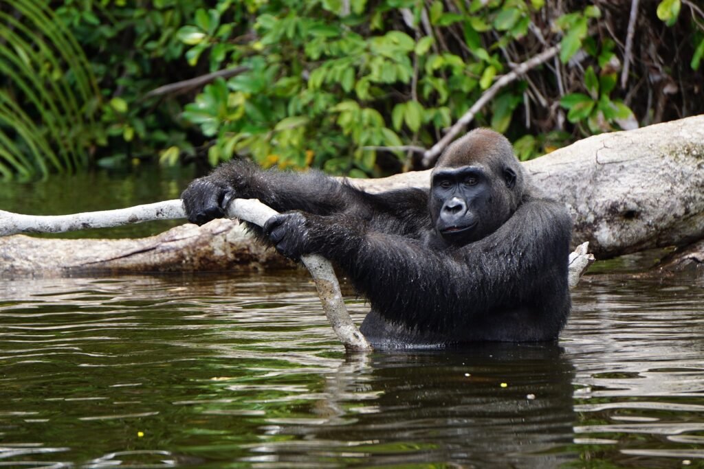 Fernan Vaz Lagoon, Gabon