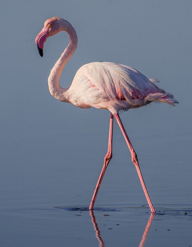 Greater flamingo, Akanda National Park Gabon