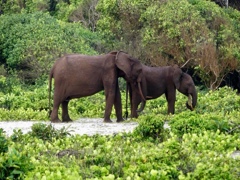 Forest elephant in Loango National Park Gabon