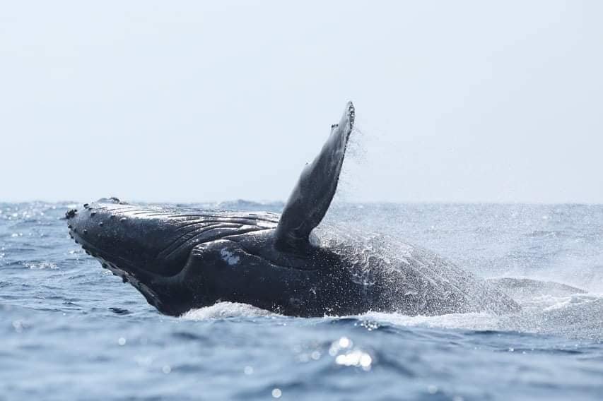 Whale Watching at Loango National Park in Gabon