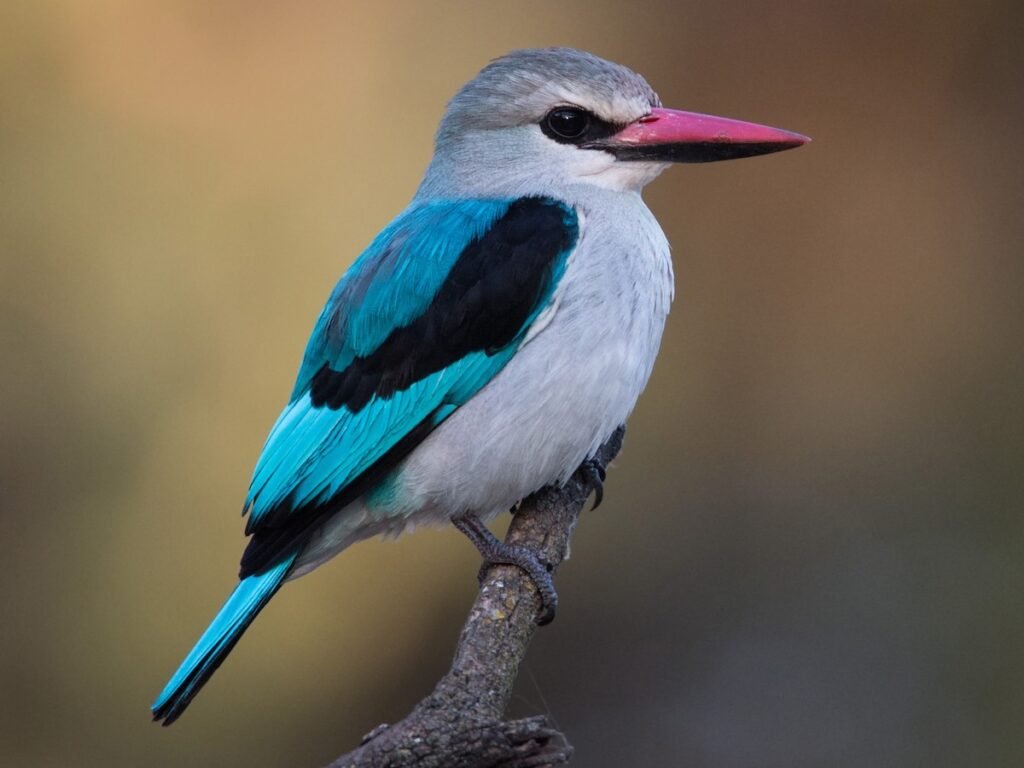 Woodland kingfisher in Gabon