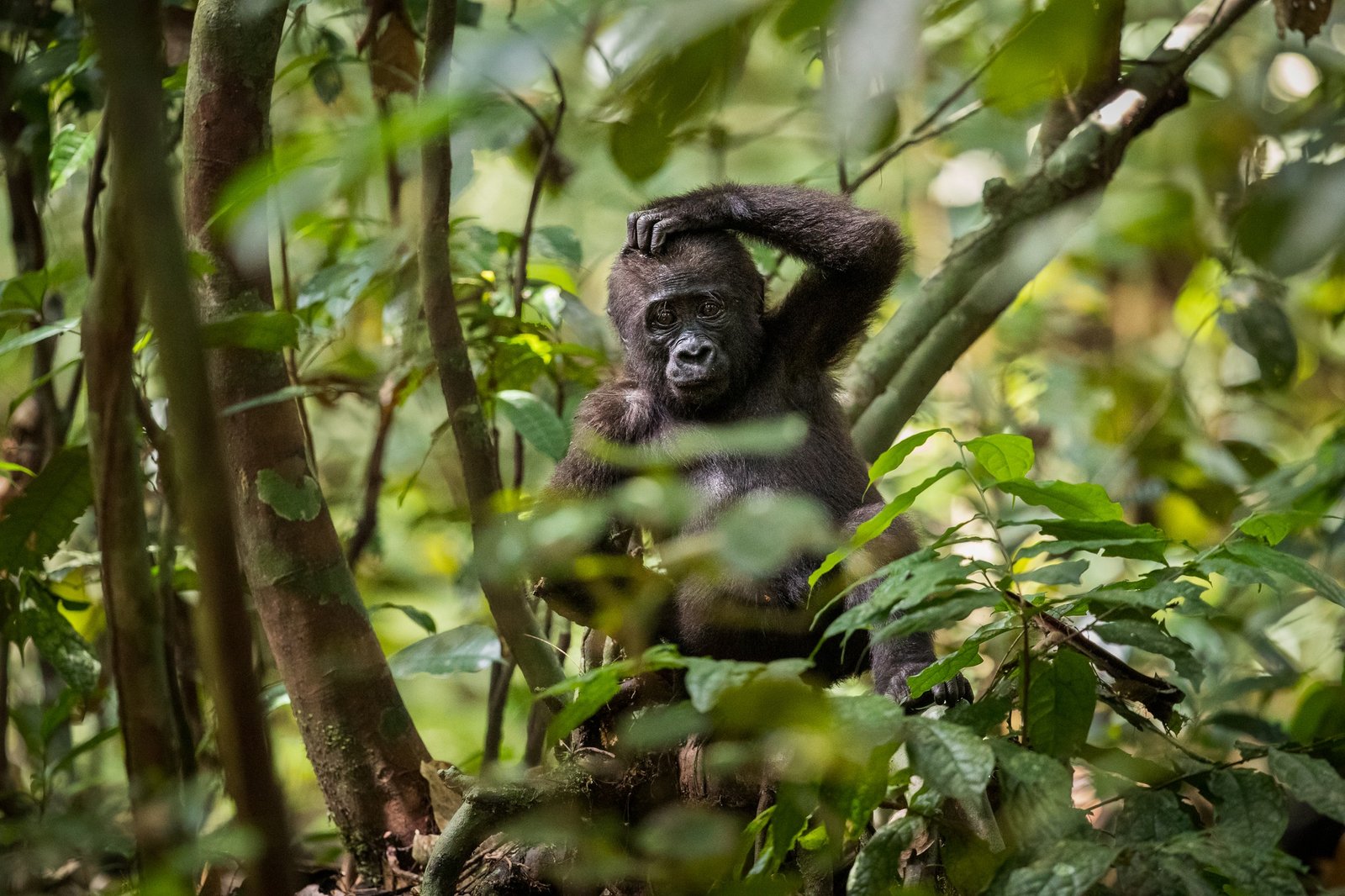 Bigourou National Park: Gabon Travel Guide